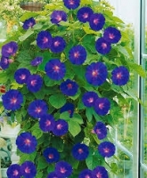 Ipomée bleu