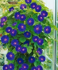 Ipomée bleu