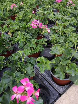 Géranium lierre à fleurs rose fluo
