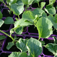 Plant de melon en godet