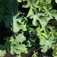 Plant de pastèque en godet