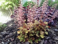 Heuchera caramel vivaces et persistant 1l