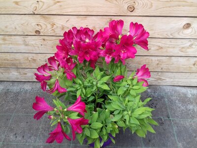 Alstromèria violet