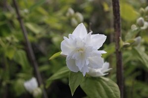 Philadelphus virginal 80/+ (seringat)