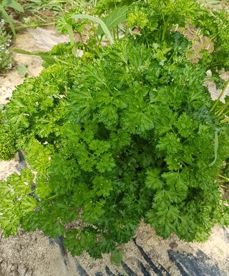 Persil frais