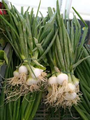 Botte d'oignons blancs