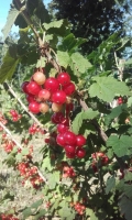 Groseilles rouge et / ou champagne