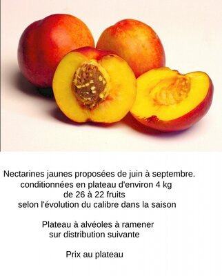 Nectarines jaunes - plateau 4kg