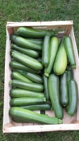 Courgette