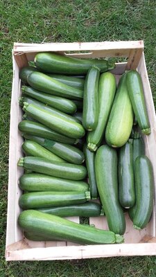 Courgette