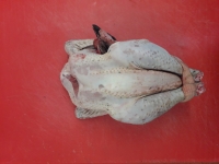Poulet