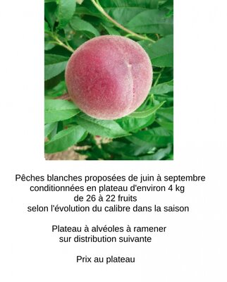 Pêche blanche - plateau 4kg