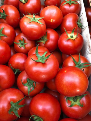 Tomates rondes gloriettes