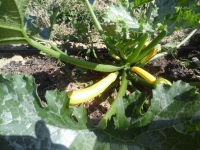 Courgette jaune