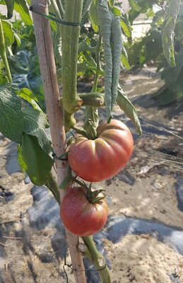 Tomates noire de crimée