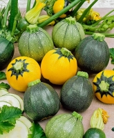 Courgette ronde
