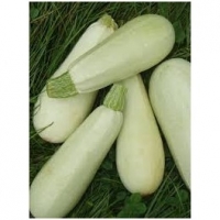 Courgettes vertes claires