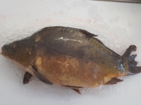 Carpe entière environ 1kg à 1.5kg