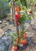 Tomate  variées de taille moyennes