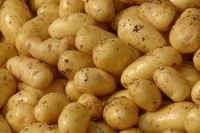 Pomme de terre 'nicolas'