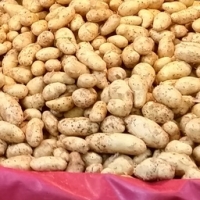 Pomme de terre annabelle