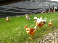 Poulet entier(décou.en 2)