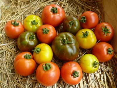 Tomates diverses, ronde ,cœur de bœuf , andin