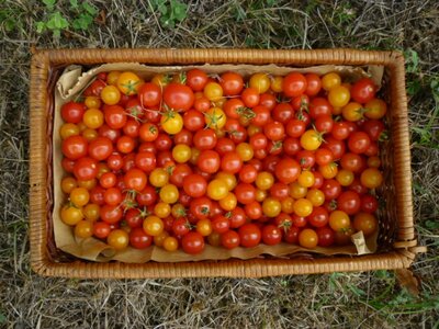 Tomates cerises diverses