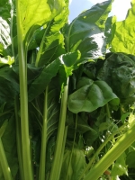 Blettes fines branches bio