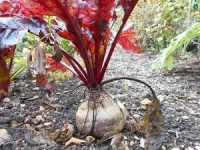 Betterave rouge (la piéce) ( n et p )