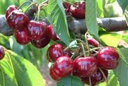 Cerises 1kg