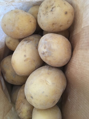 Pommes de terre