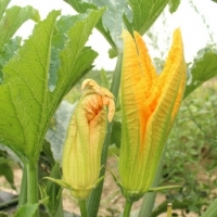 Fleurs de courgettes