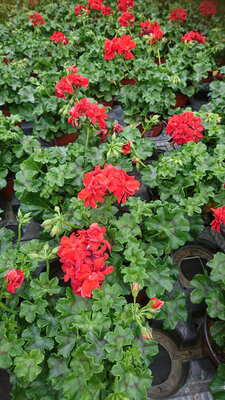 Géranium demi lierre à fleurs rouge