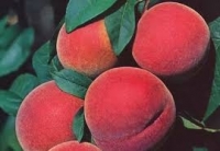 Pêches blanches ou jaunes en 1kg