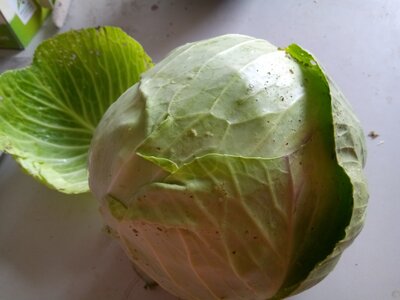 Chou vert