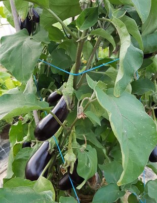 Aubergines noires