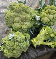 Brocolis