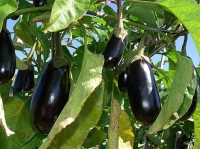Aubergine noire
