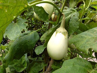 Aubergine blanche