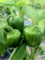 Poivrons verts