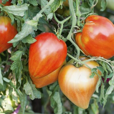 Tomate variétés differentes