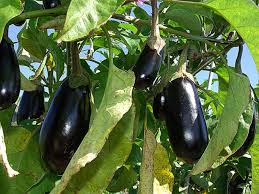 Aubergines