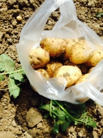 Nouvelles pommes de terre variété anais