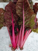 Blettes couleurs bio