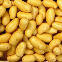 Pomme de terre  bernadette