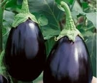 Aubergine noire bio