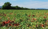 Tomate ronde culture pleine terre