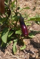 Aubergine longue noire baluroi f1