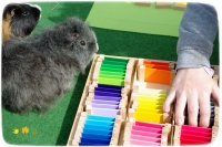 Médiation par l'animal - passeur de nature